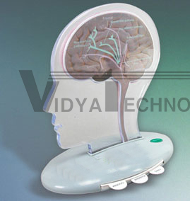 Lighted Brain Model